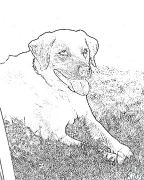 labrador retrivera Stranice Za Bojanje Za Ispis